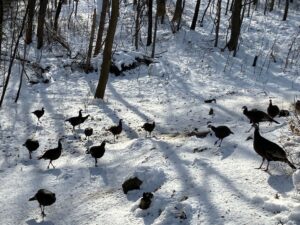 turkeys-in-the-snow